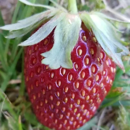 In Vordorfermuehle Mit Garten *